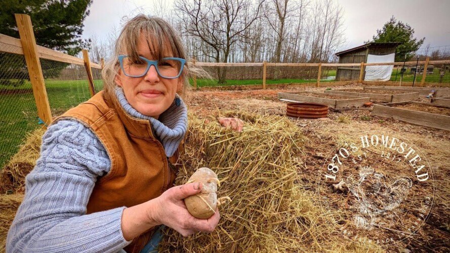 Ruth Stout Potato Planting | Deep Mulch Gardening