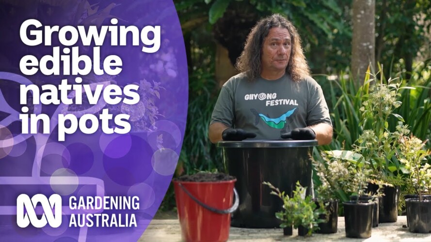 How to grow bush foods in containers | Australian native plants | Gardening Australia