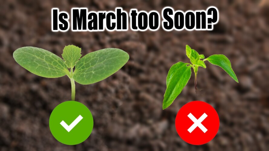 10 Vegetables to Plant in March