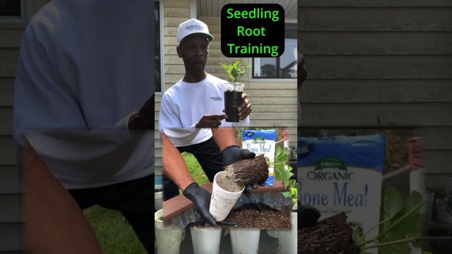 Seedling root training #garden #gardening