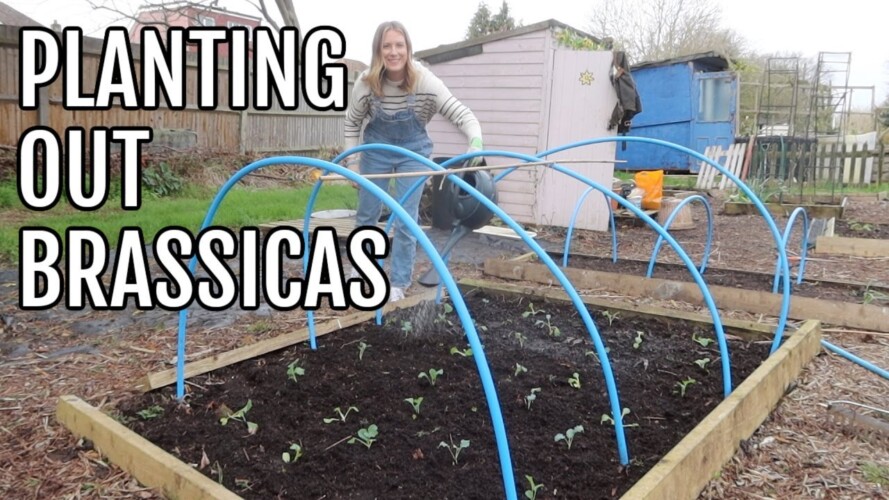 PLANTING OUT THE BRASSICA BED / ALLOTMENT GARDENING FOR BEGINNERS