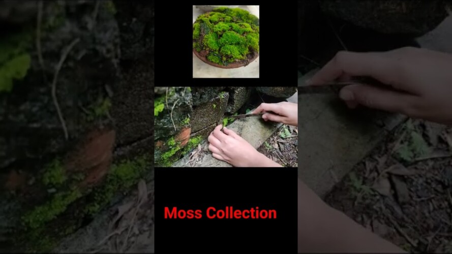 How to grow moss at home | Moss Gardening