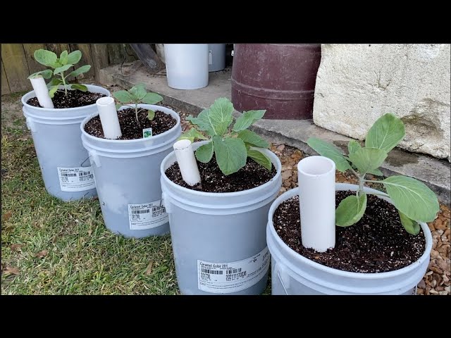 Wicking Bucket Containers - Budget Built for patio container gardening