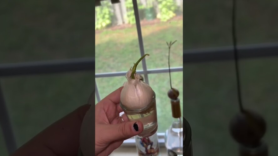 Growing garlic at home? #shorts #gardening #garlic