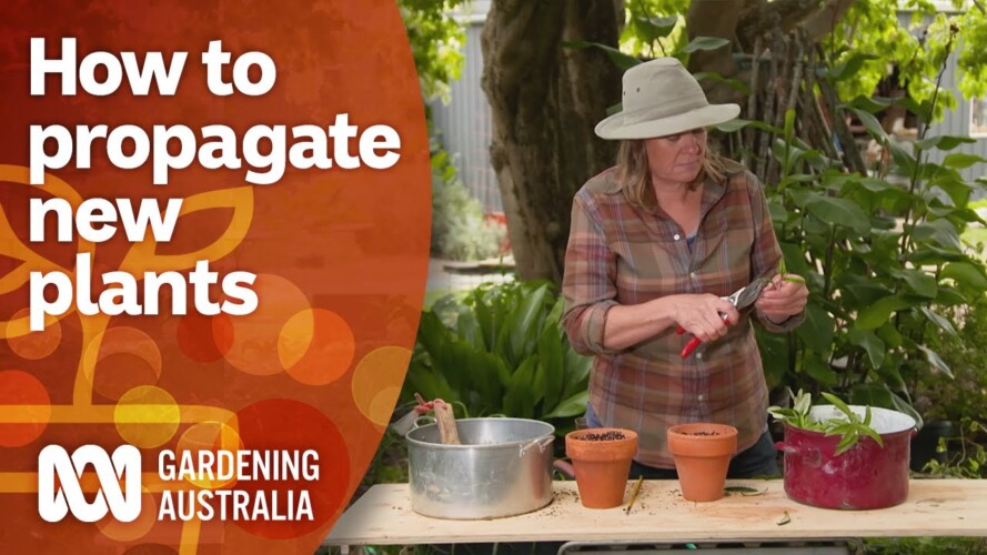How to propagate new plants for the next growing season | Gardening 101 | Gardening Australia
