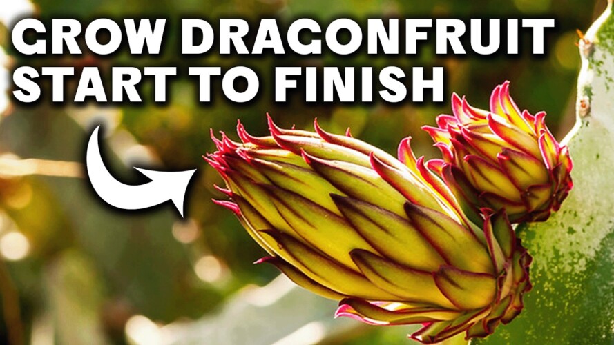 How To Grow Dragon Fruit (COMPLETE GUIDE)