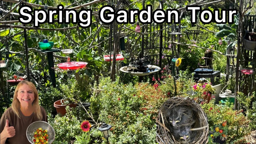 Garden Tour Spring is Here, Seeds are Growing, Birds Nesting, Container Gardening Growing Vegetables