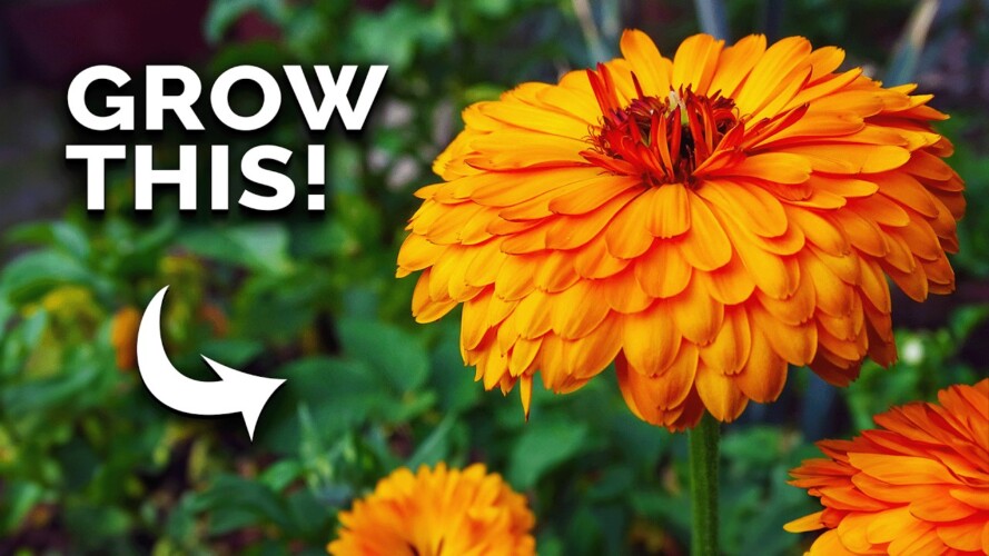 Calendula: The Flower You're Not Growing (But Should Be)