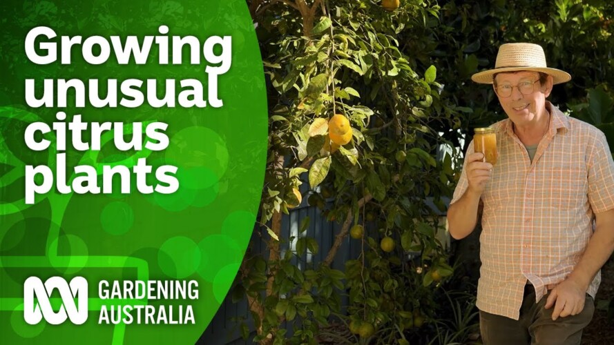 Growing and identifying unusual citrus plants | Citrus | Gardening Australia