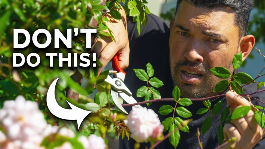 7 Rose Growing Mistakes to AVOID