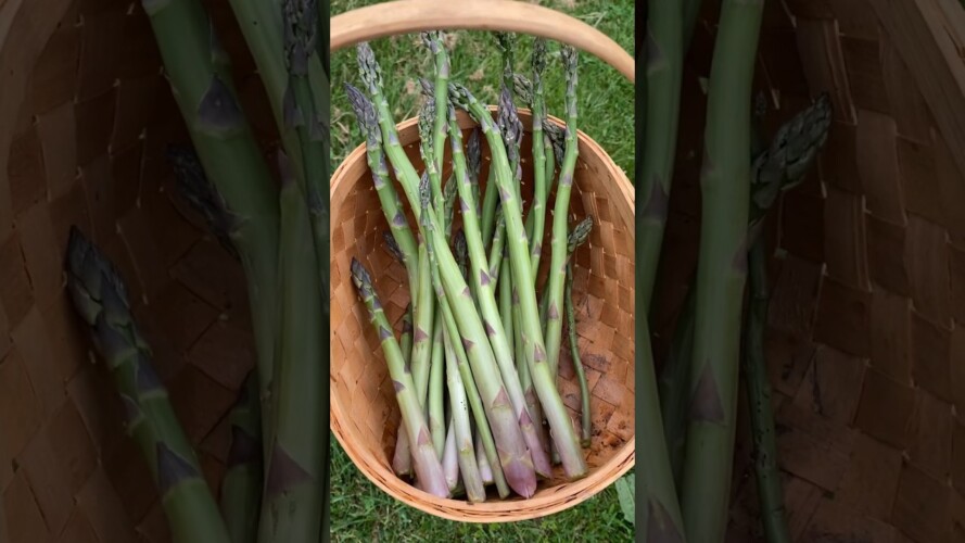 Asparagus harvest #harvesttime #asparagus #gardenharvest #gardening #growfood #harvest #garden