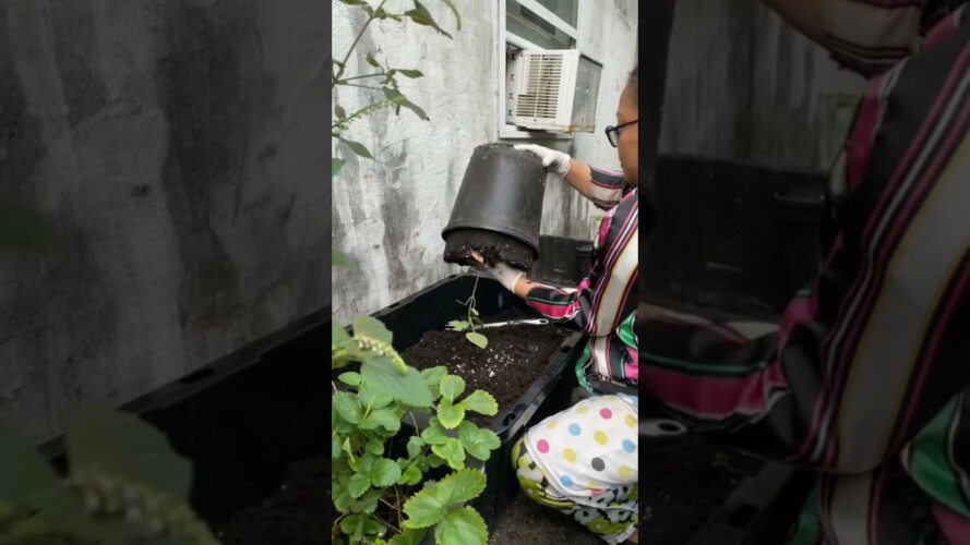 How mama Judy repots her #Okra plants! 🪴 #gardening #planting #repot