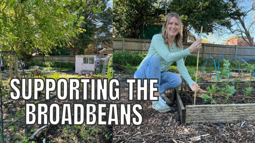 SUPPORTING BROADBEANS THE EASY WAY! / ALLOTMENT GARDENING FOR BEGINNERS