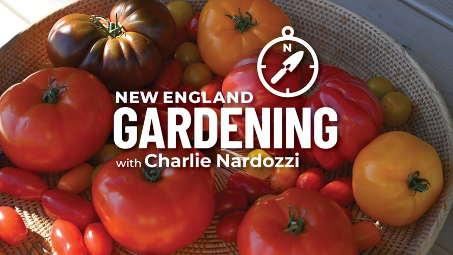 New England Gardening with Charlie Nardozzi | Connecticut Public