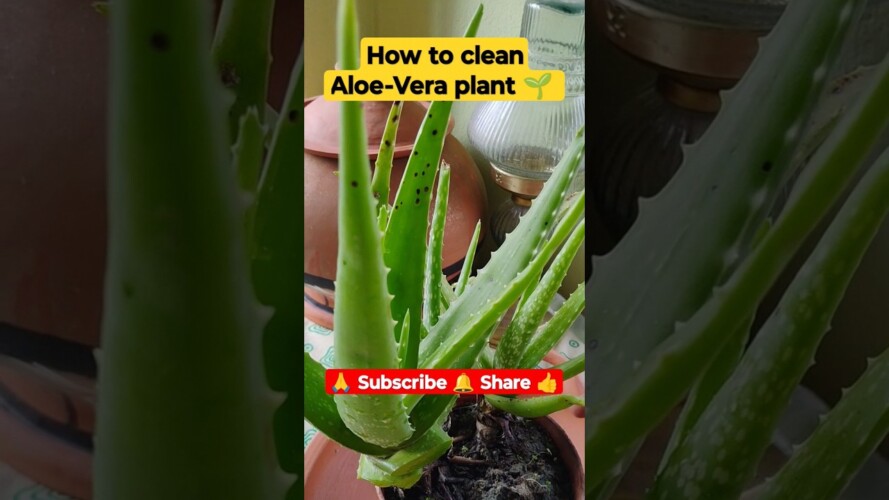 | How to clean Aloevera plant 🌱 | #shortvideo #viralvideo #gardening