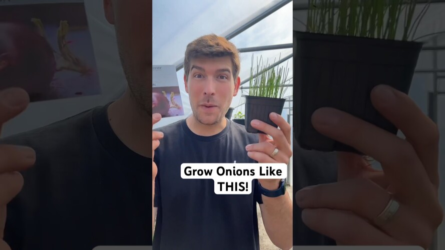 Grow Your Onions THIS WAY! #gardening #garden #shorts #gardeningtips