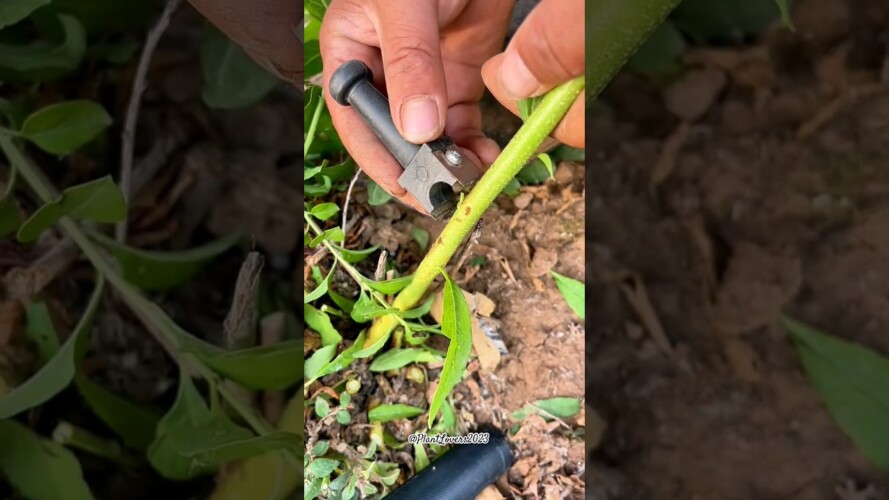 How to graft a plant using bud grafting  tool #grafting #gardening #shorts