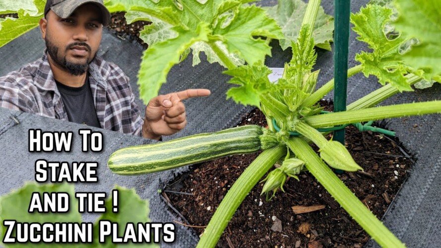 Growing zucchini Vertically - How To Stake and Tie Your plants Upward ! #gardening #garden