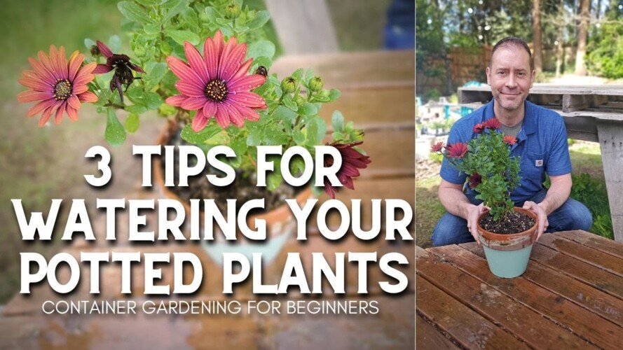💦 3 Tips for Watering Potted Plants #shorts | Container Gardening for Beginners 💦