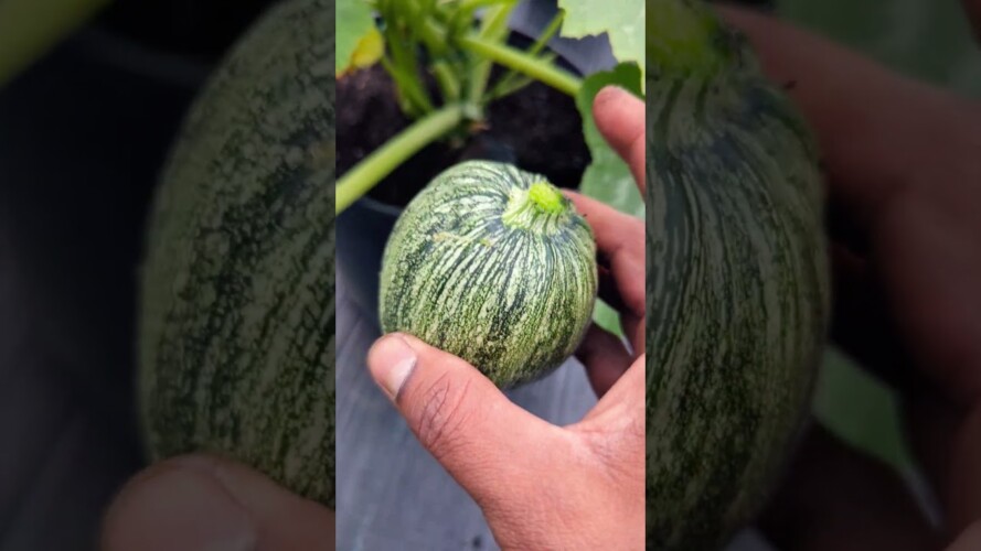 Round Zucchini - Harvesting & Simple Pruning For Faster PRODUCTION #zucchini #gardening #courgettes