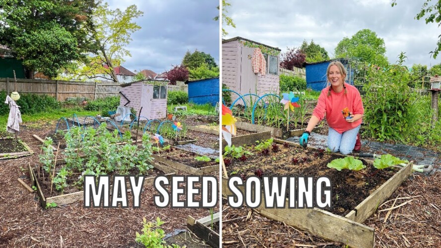 SOWING SEEDS IN MAY / ALLOTMENT GARDENING FOR BEGINNERS