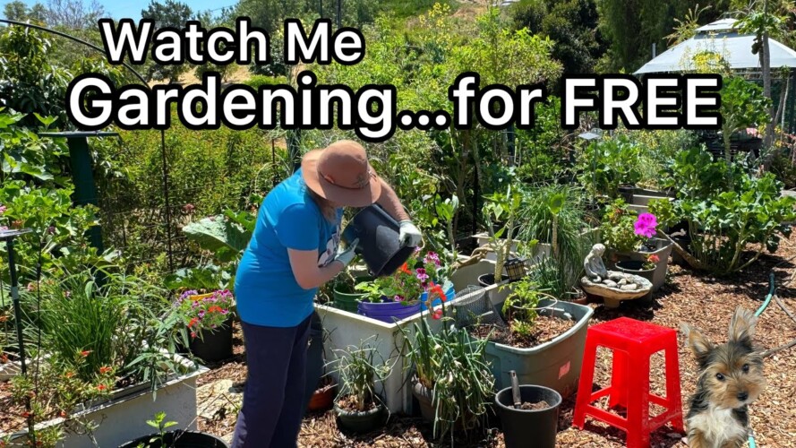 Setting Up My Garden for Food Vegetables Container Gardening Flowers for Wildlife Birds Hummingbirds