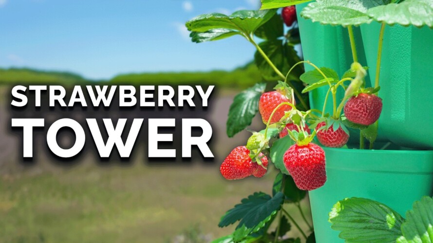 Grow Strawberries in Vertical Containers 🍓(FULL GROW GUIDE)