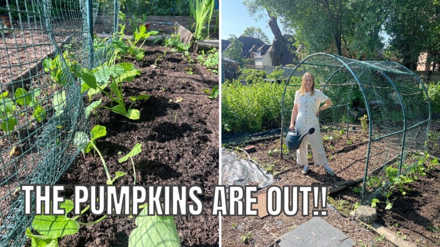 THE PUMPKINS ARE IN! / ALLOTMENT GARDENING FOR BEGINNERS