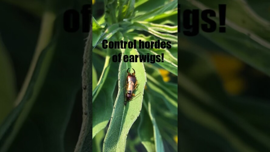 Learn how to control damaging earwigs without pesticides. #gardening #insects #gardeninghacks