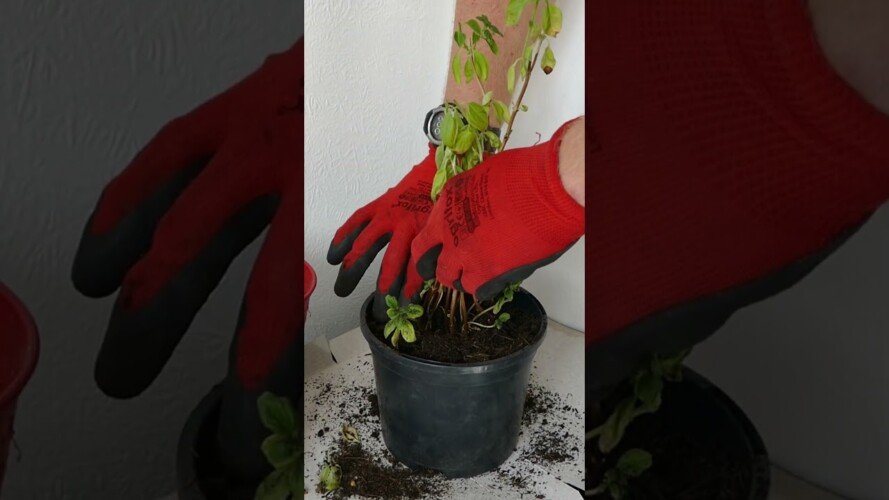 Rescue Your Basil Plant #gardening #basil #herbs #timelapse #plantrescue  #plants #gardeningtips