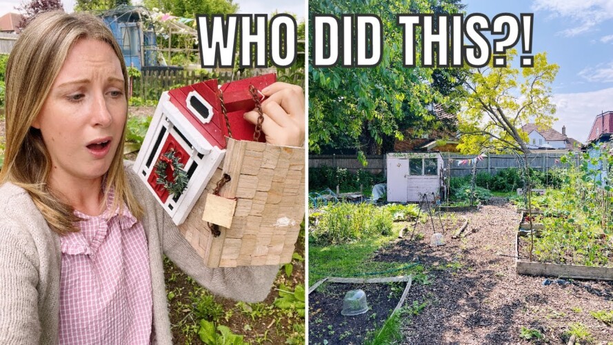 WHO DID THIS?! / ALLOTMENT GARDENING FOR BEGINNERS