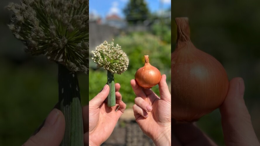 Grow Unlimited Onions Forever #garden #gardening #onion