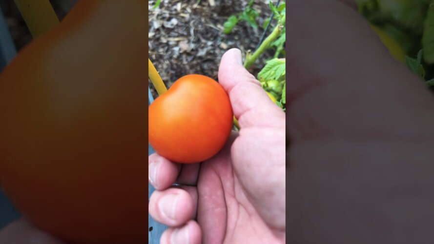 Perfect Tomato #garden #cooking #gardening #homegrown #diy