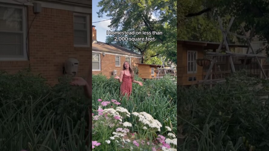 Mini June Backyard Homestead Tour! Kansas Gardening #backyardhomestead #growyourownfood #homegrown