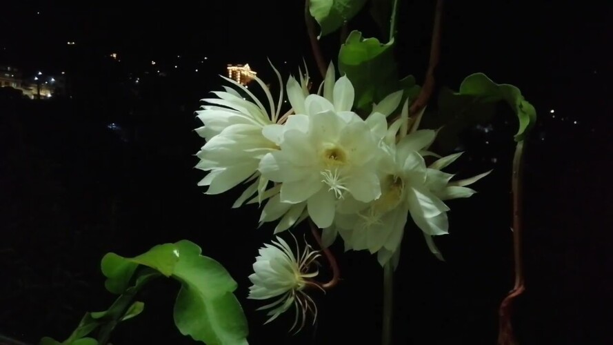 Beautiful Brahma Kamal with beautiful Bhajan #brahmakamalflower #gardening #trending #viral #video