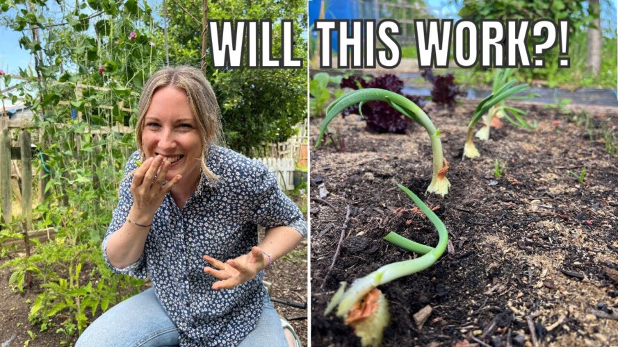 IS THIS CRAZY? / ALLOTMENT GARDENING FOR BEGINNERS