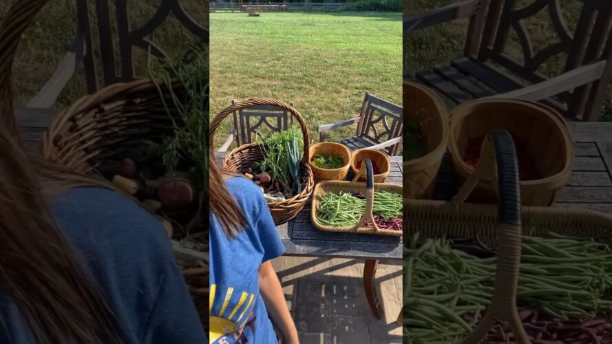 Huge harvest! #harvest #gardenharvest #harvesttime #harvesting #gardening #garden #growyourownfood