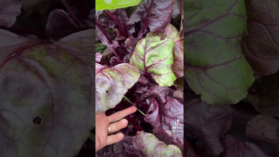 This Method Of Growing Beets Is a Game Changer #gardening #garden #shorts