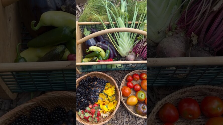 June garden harvest 🧺 #gardening #gardenharvest #growyourownfood #growfood