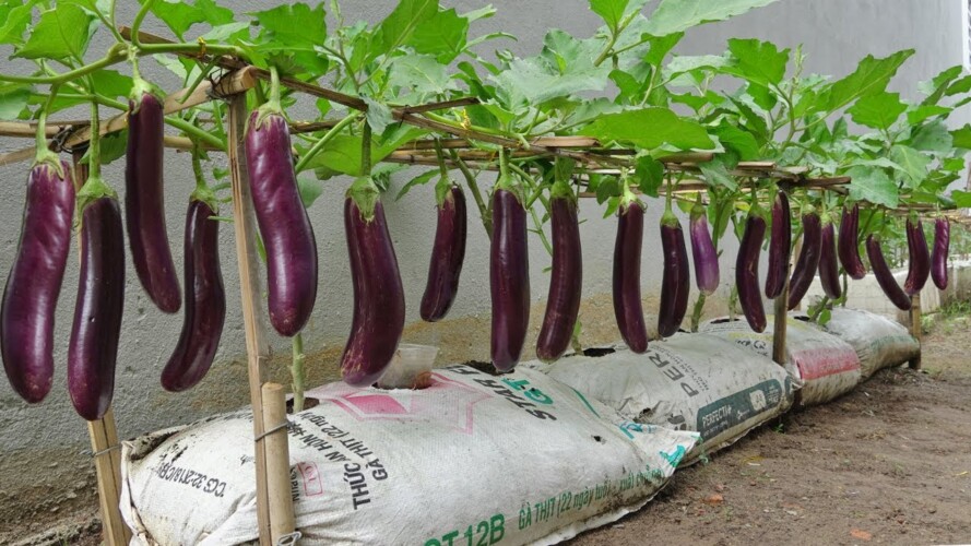 Home Gardening. Why growing eggplants in bags of soil produces so many fruits