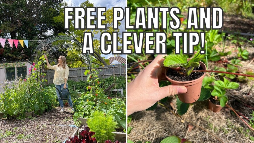 FREE PLANTS FOR YOUR ALLOTMENT! / ALLOTMENT GARDENING FOR BEGINNERS