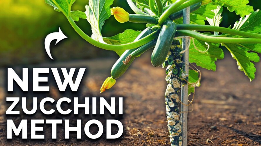 Grow Zucchini Vertically to Save Space And Boost Harvests