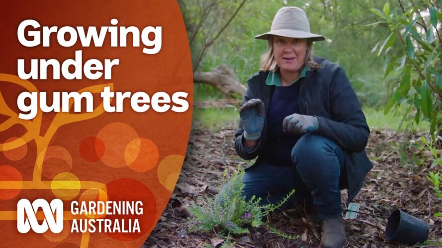 Grow a Garden Under Gum Trees | Gardening 101 | Gardening Australia