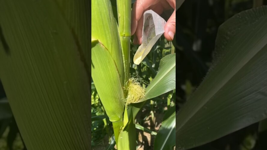 Gardening tip: hand pollinate your corn if you’re growing in a small patch! #growsomefood #gardening