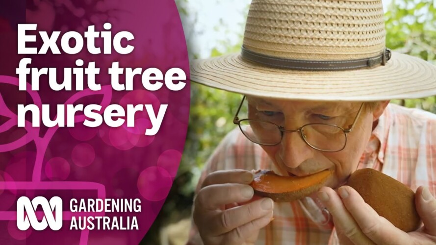 We Taste Exotic Fruits at a Sub-Tropical Nursery | Discovery | Gardening Australia