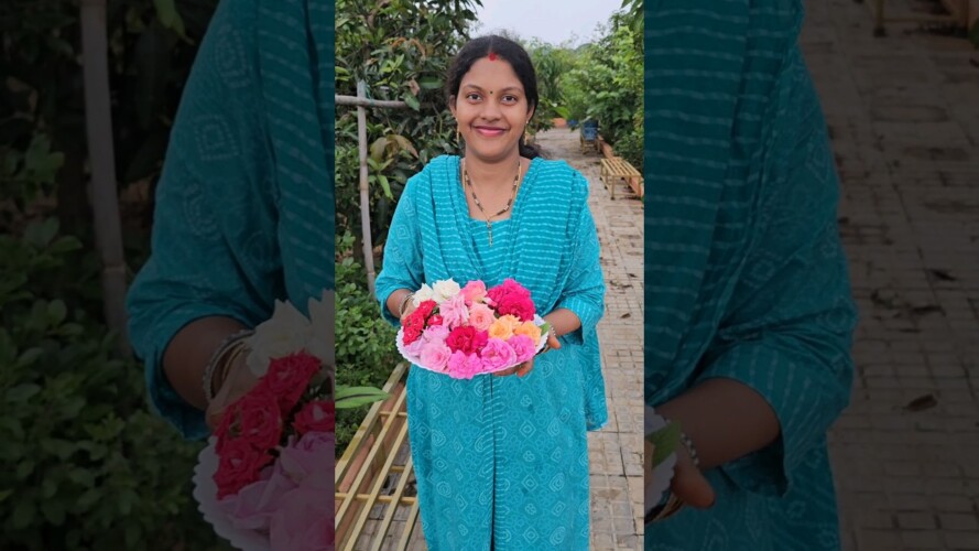 Roses harvesting గులాబీలు #roses #mygarden #harvesting #shortvideo #ytshorts #gardening #flower