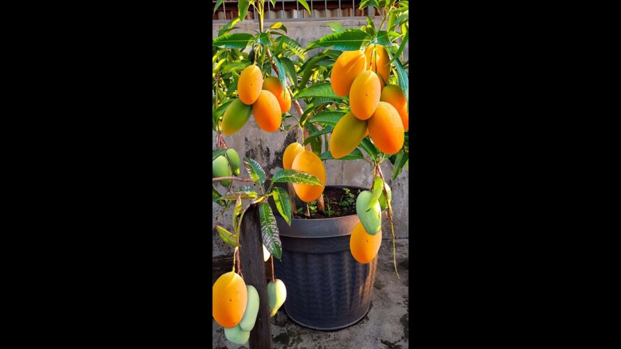 Grow a Mango Tree with a Store-Bought Mango#compost #gardening #farming #savebangladeshistudents