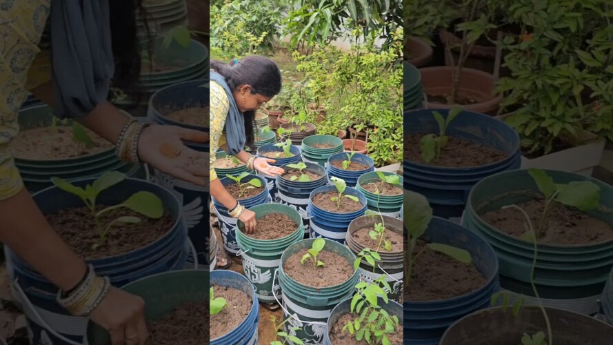 seeds plantation and growing #seeds #mygarden #plantation #shortvideo #ytshort #gardening