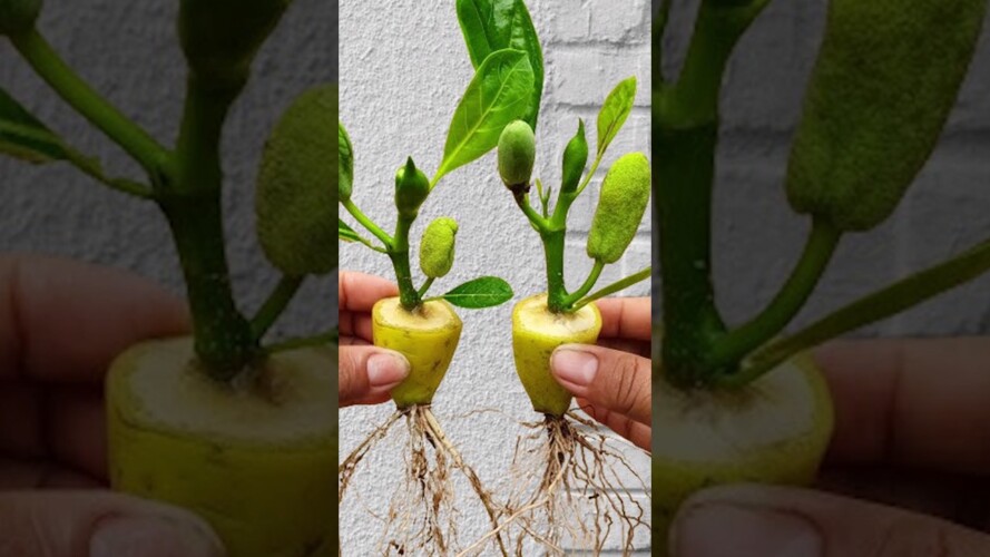 Simple techniques for propagating jackfruit at home #garden #gardening #fruittree