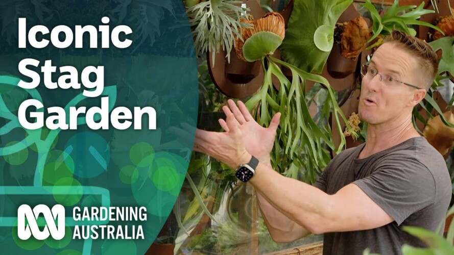 Iconic Stag Garden | Discovery | Gardening Australia